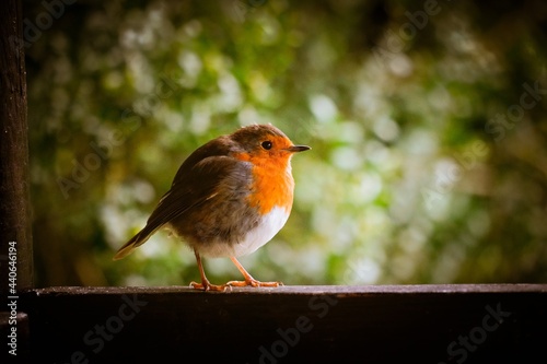 robin on a fence