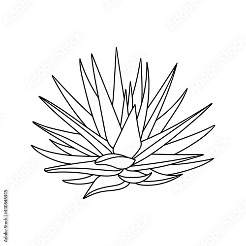 Succulent aloe vera in doodle style. Vector illustration plant hand drawn. Black outline isolated element on white background. Sketch desert flower for print and design. Medicinal leaves and herbs