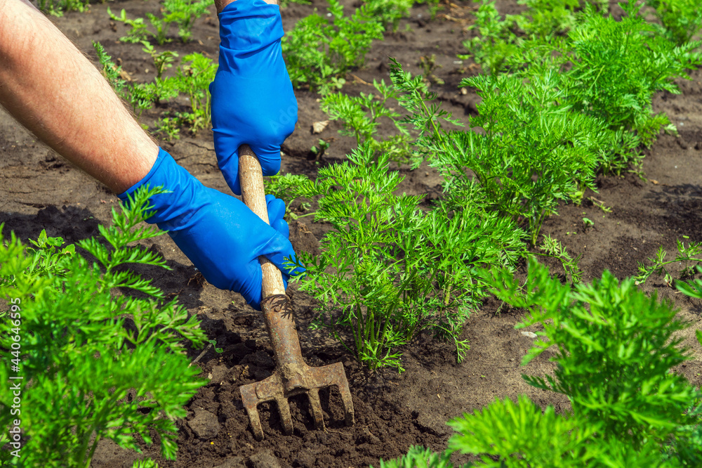 Fototapeta premium Farmer rakes the soil around the young carrot. Close-up of the hands in gloves of an agronomist while tending a vegetable garden