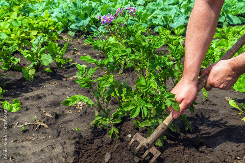 The farmer rakes the soil around the young potato. Close-up of the hands of an agronomist while tending a vegetable garden