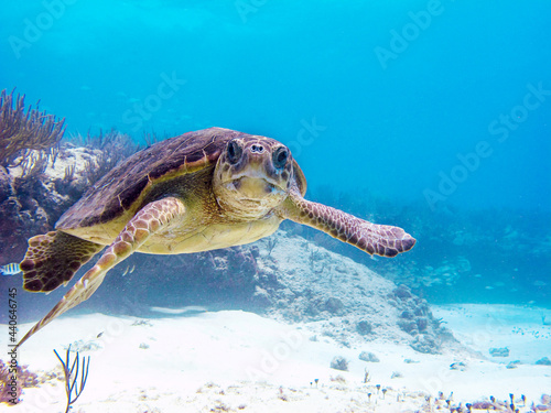 Une tortue magnifique nage vers vous