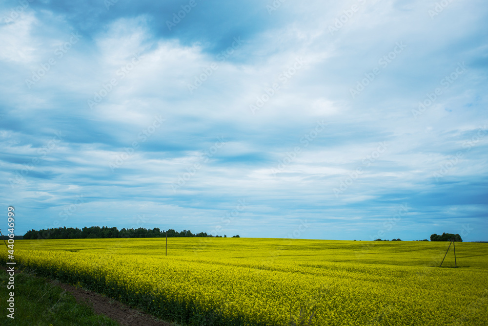 field with mixed feed field with mixed feed