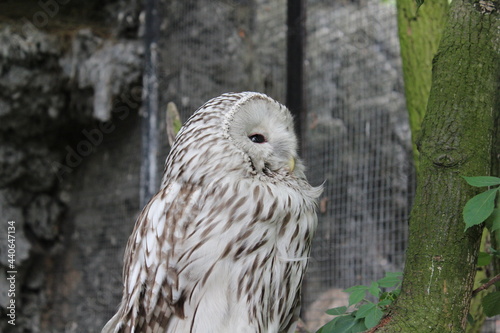 snowy owl
