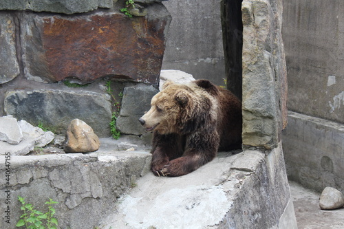 brown bear in zoo