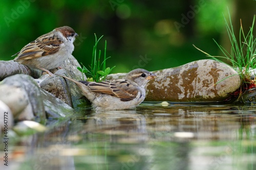 Two young sparrows on the rocks by the water of a bird watering hole. Czechia. Europe.