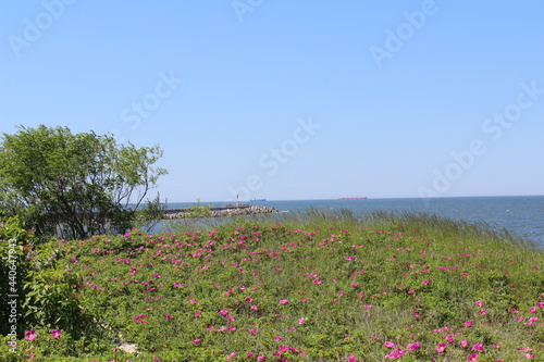 flowers on the beach