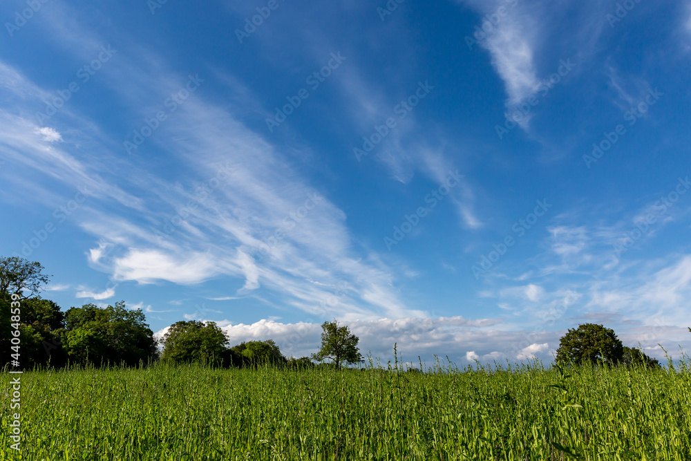Fototapeta premium A green Sussex landscape on a sunny early summers day