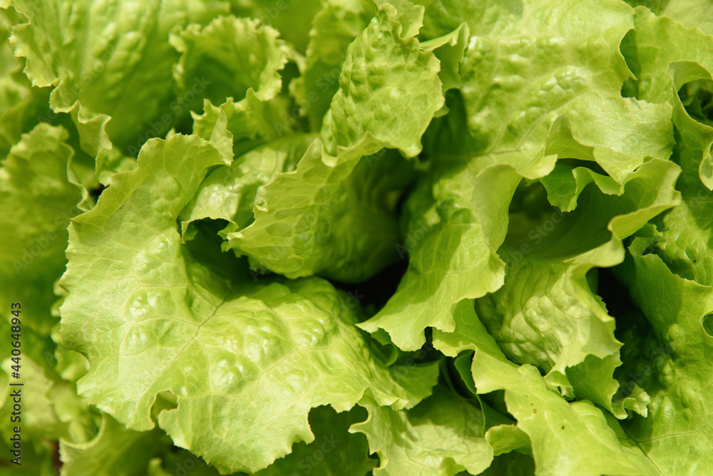 Fresh lettuce leaves, green background, organic vegetable growing in the garden Fresh lettuce leaves, green background, organic vegetable growing in the garden