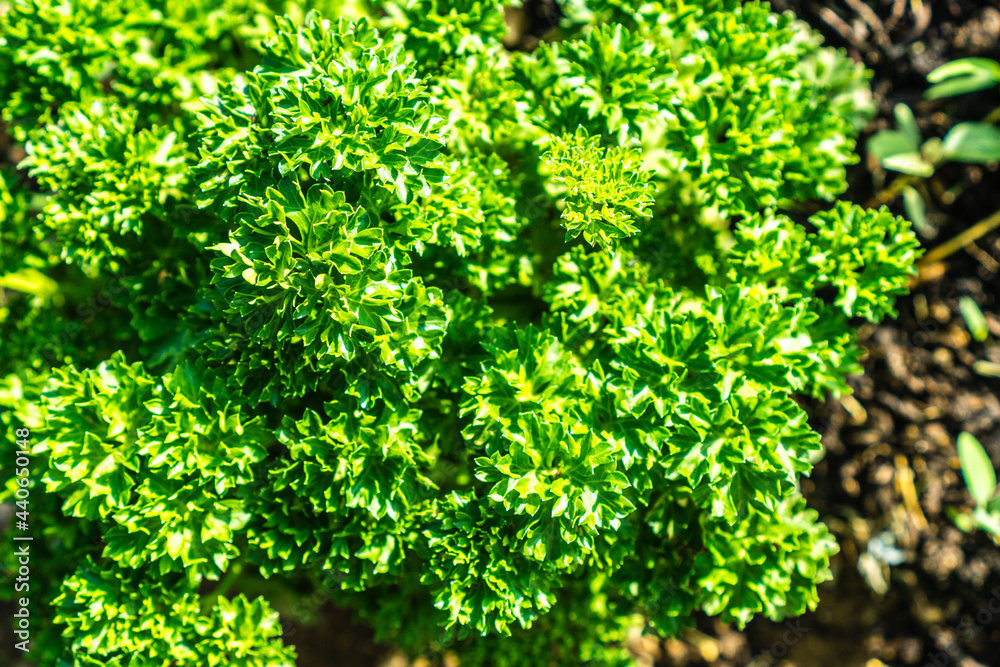 Bauerngarten im Frühling Bauerngarten im Frühling