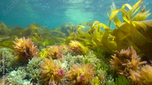 Algae seaweeds with various colors underwater in the ocean, Eastern Atlantic, Spain, Galicia photo