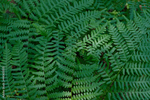 Green fern background for summer solstice