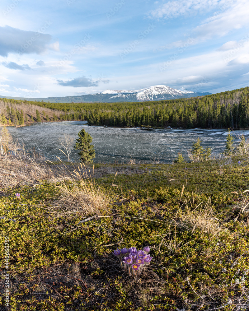 Spring time bloom in northern Canada with boreal forest, snow capped mountains in background and crocus, purple pasque flowers in foreground. Spring time bloom in northern Canada with boreal forest, snow capped mountains in background and crocus, purple pasque flowers in foreground.