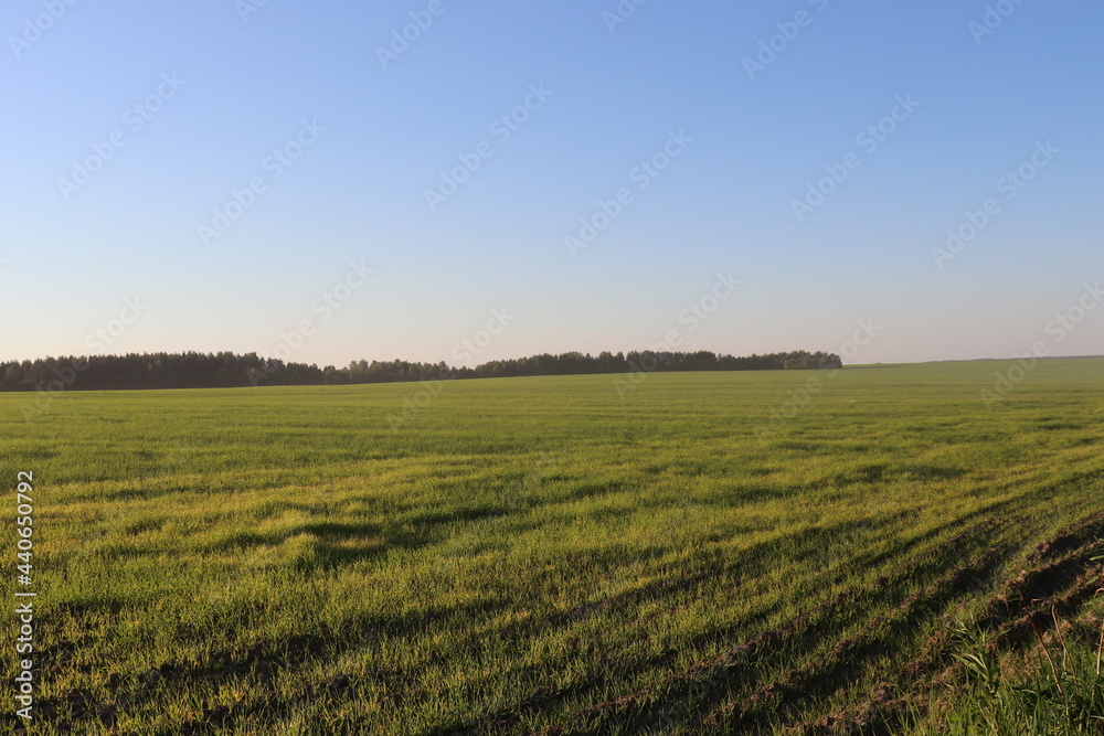 field, landscape, sky, sun, summer, grass, countryside field, landscape, sky, sun, summer, grass, countryside