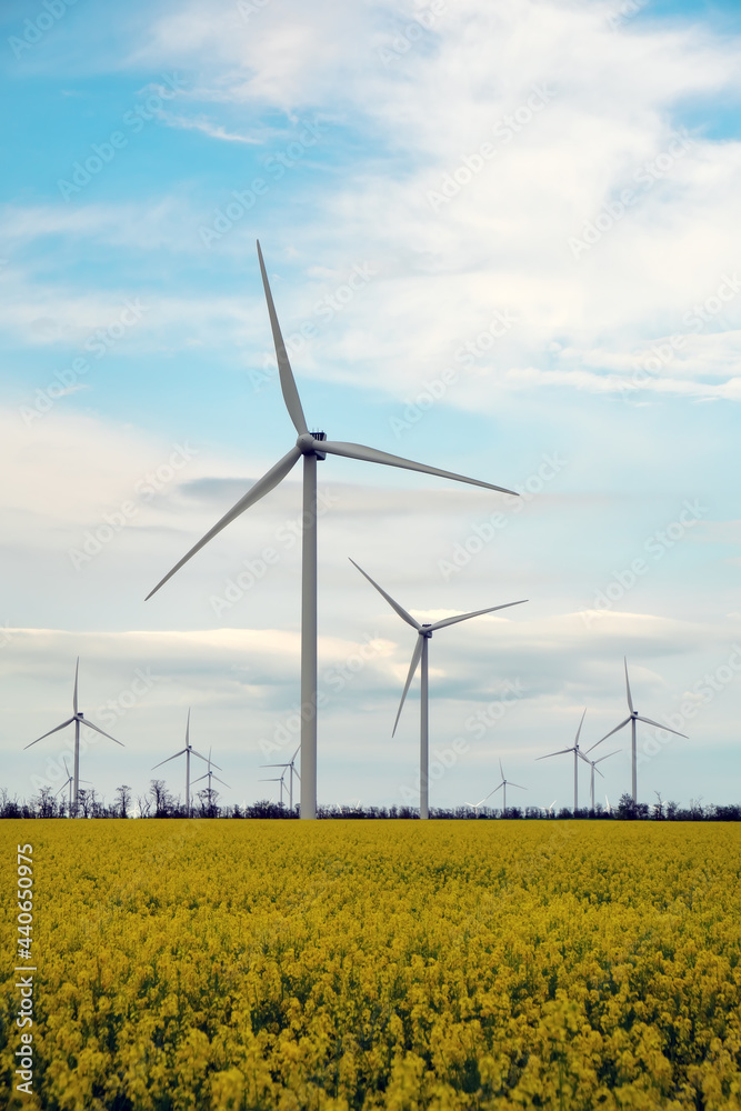 Blooming yellow canola field with wind turbines in the background in the countryside Blooming yellow canola field with wind turbines in the background in the countryside