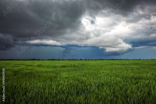 Green Wheat Field and Stormy Cloudy Sky. Dramatic Landscape. Composition of Nature