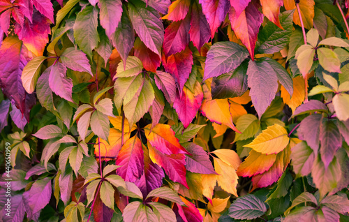 Background from bright multi-colored leaves. A wall of leaves.