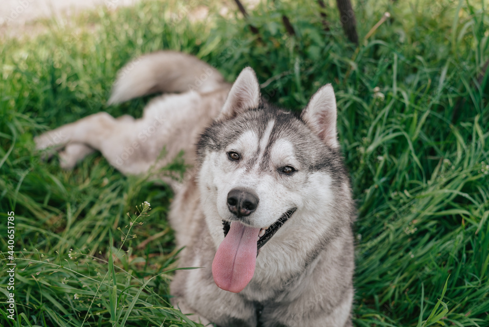 The dog is lying on the grass. Portrait of a Siberian Husky. Close-up. Resting with a dog in nature. Landscape with a river