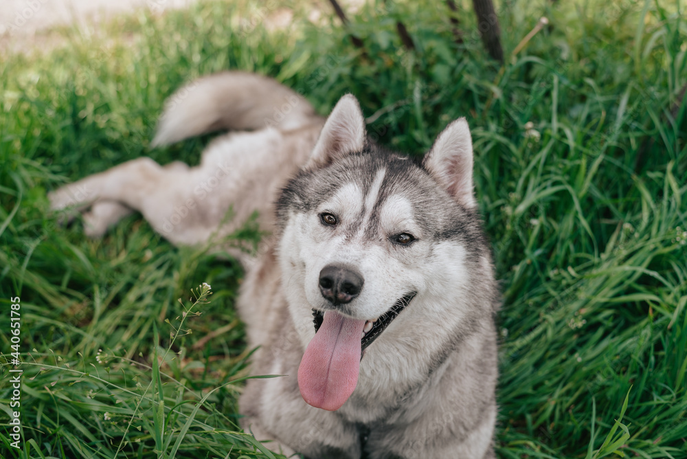 The dog is lying on the grass. Portrait of a Siberian Husky. Close-up. Resting with a dog in nature. Landscape with a river The dog is lying on the grass. Portrait of a Siberian Husky. Close-up. Resting with a dog in nature. Landscape with a river
