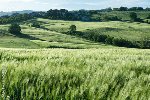 Cultivated fields of wheat. Green ears of wheat in the foreground  countryside landscape in the background