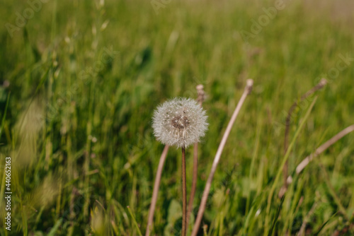 Ripe dandelions in springtime. Close up