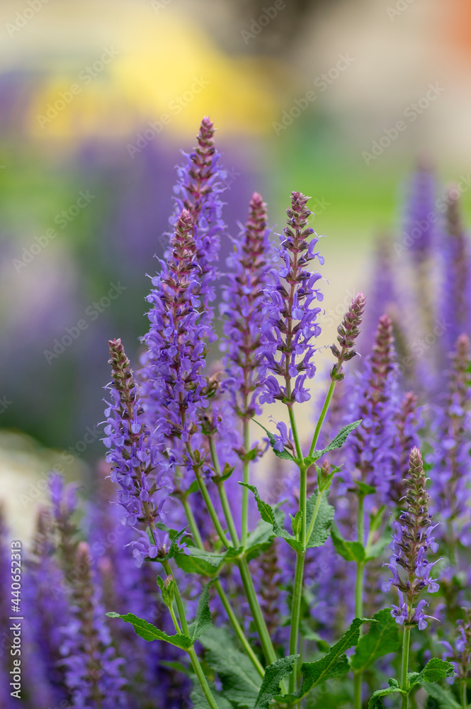 Obraz premium Salvia nemorosa the woodland sage beautiful bright color purple blue flowers in bloom, Balkan clary flowering plants in the gard