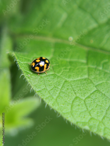 Ladybug beetle (Coccinellidae) basks in the spring sun, close-up, macro photo. A variety of wildlife, insects.