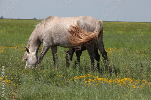 Horse With Foal Grazing On A Meadow In Summer On Green Grass. Rural Landscape
