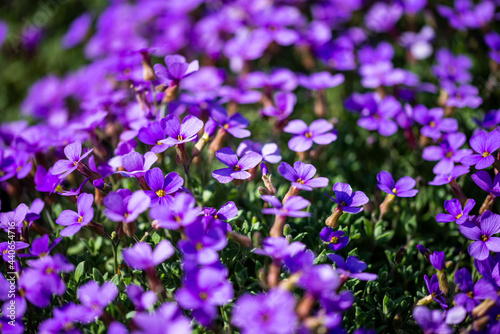 Flowers from the Krakow botanical garden