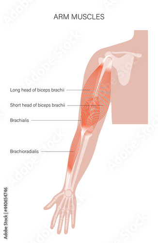 Muscular system arms photo