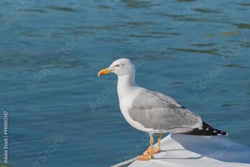 seagull perched on a boat in the sea Larus michahellis
