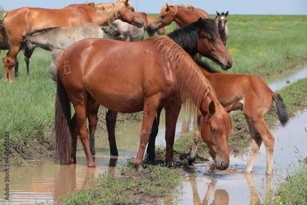 A herd of bay horses with a foal drink water in the wild in summer.Watering of a mare stallion and a cub. A branded pet in free grazing A herd of bay horses with a foal drink water in the wild in summer.Watering of a mare stallion and a cub. A branded pet in free grazing