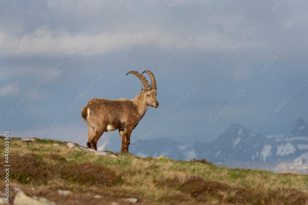 Fototapeta premium Alpine ibex moving in the Switzerland mountains. Ibex in the Alps. European wildlife during spring time. 