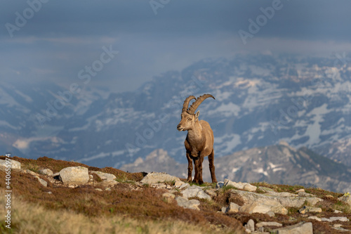 Alpine ibex moving in the Switzerland mountains. Ibex in the Alps. European wildlife during spring time.  © prochym