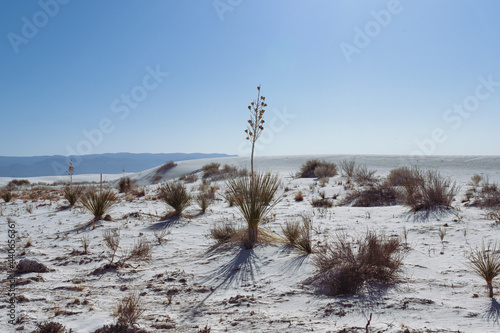 Vertical photo of an yucca plants with dry flowers in the white sands of desert of White Sands National park, NM, USA photo