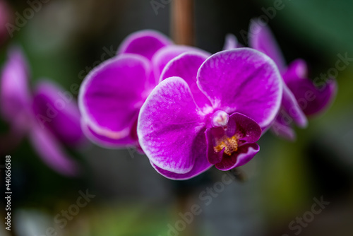 Flowers from the Krakow botanical garden