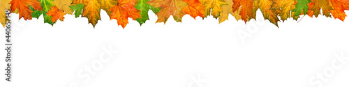 banner with autumn leaves on white background, framing of bright fallen maple leaves, autumn wallpaper background, fallen leaves layout, top view, place for text