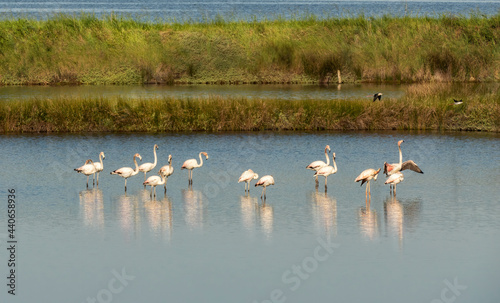 Flamingos comuns ou rosados  na Ria de Aveiro. Salinas da Ria de Aveiro. Phoenicopterus roseus © António Duarte