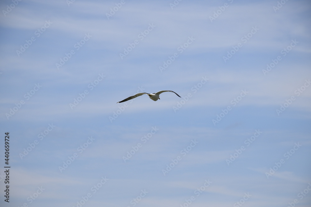 Seagulls and other birds flying around the dune areas in Zeeland, The Netherlands Seagulls and other birds flying around the dune areas in Zeeland, The Netherlands