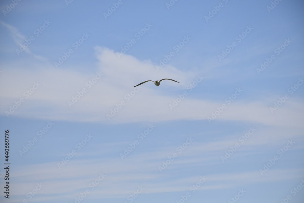 Seagulls and other birds flying around the dune areas in Zeeland, The Netherlands Seagulls and other birds flying around the dune areas in Zeeland, The Netherlands