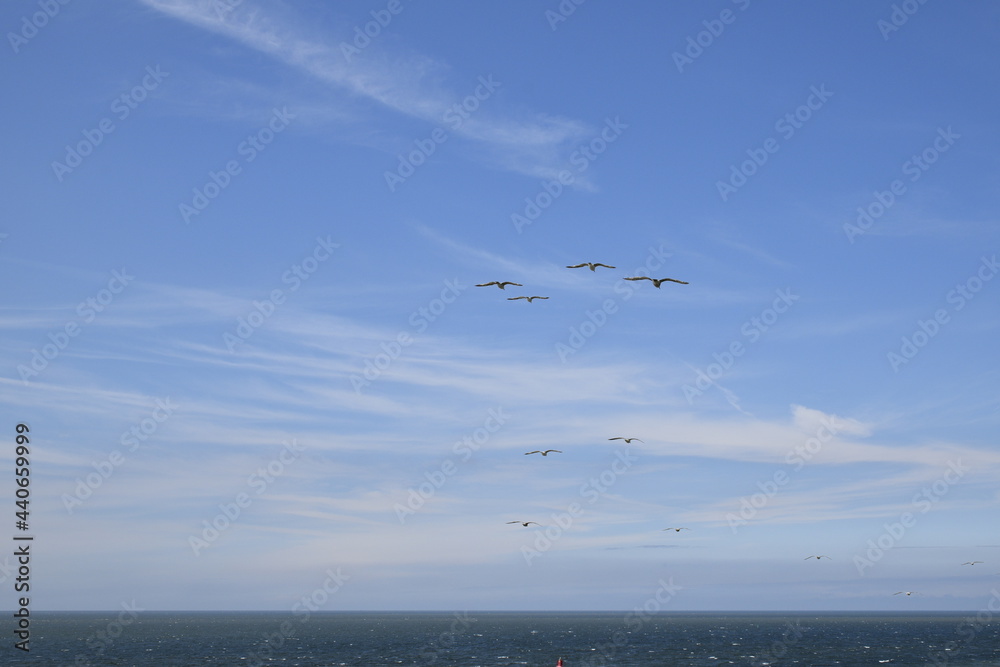 Seagulls and other birds flying around the dune areas in Zeeland, The Netherlands