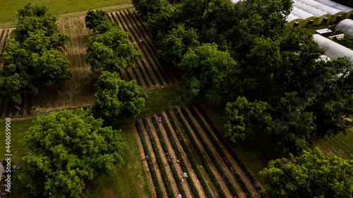 Strawberry Fields