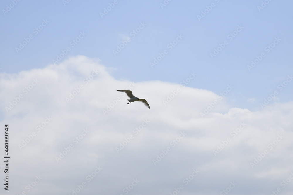 Seagulls and other birds flying around the dune areas in Zeeland, The Netherlands