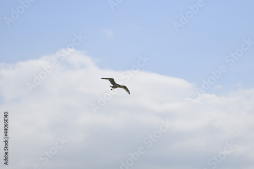Seagulls and other birds flying around the dune areas in Zeeland  The Netherlands