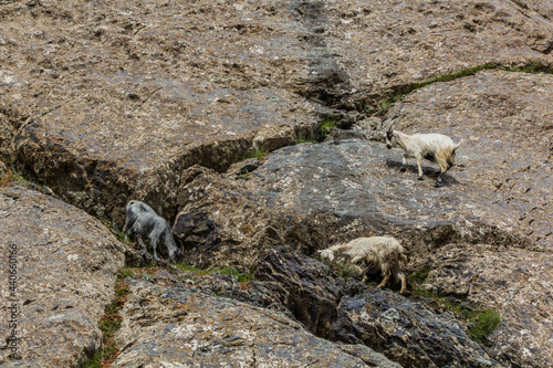 Goats in Bartang valley in Pamir mountains, Tajikistan
