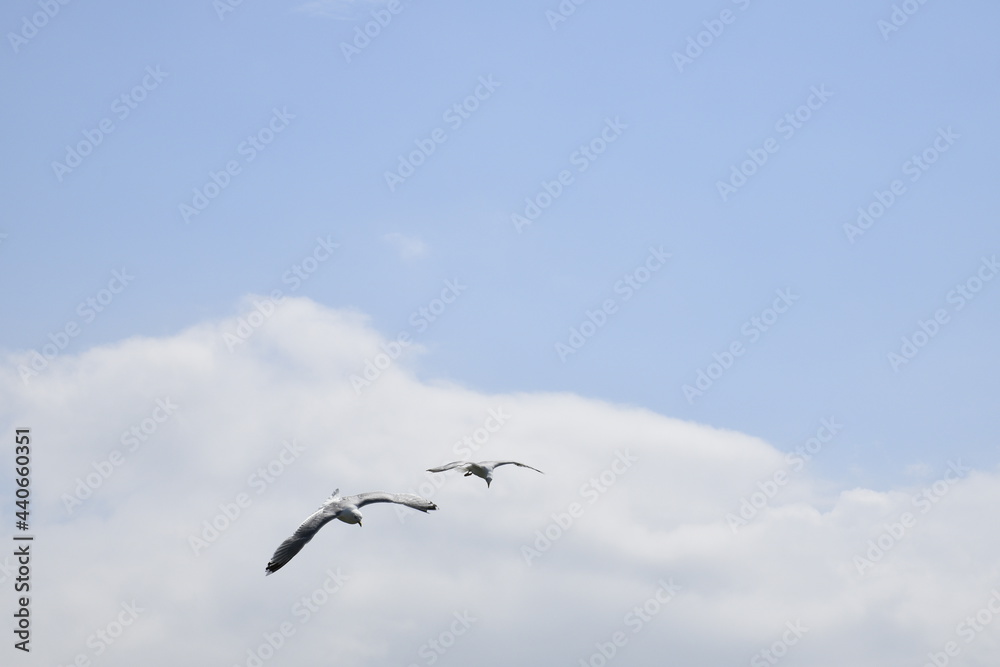 Seagulls and other birds flying around the dune areas in Zeeland, The Netherlands Seagulls and other birds flying around the dune areas in Zeeland, The Netherlands