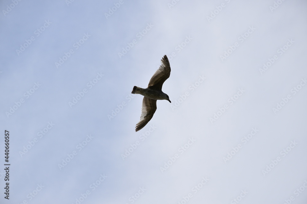 Seagulls and other birds flying around the dune areas in Zeeland, The Netherlands Seagulls and other birds flying around the dune areas in Zeeland, The Netherlands