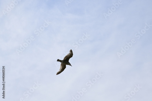 Seagulls and other birds flying around the dune areas in Zeeland  The Netherlands