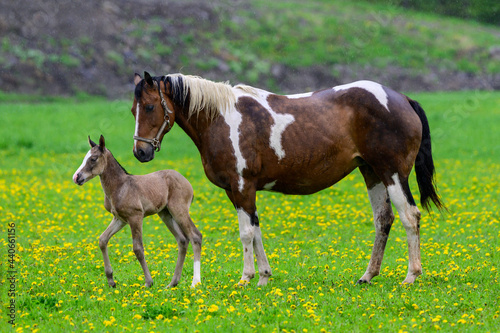 A young colt with mare on a ranch with dandelions in the grass - Canada 