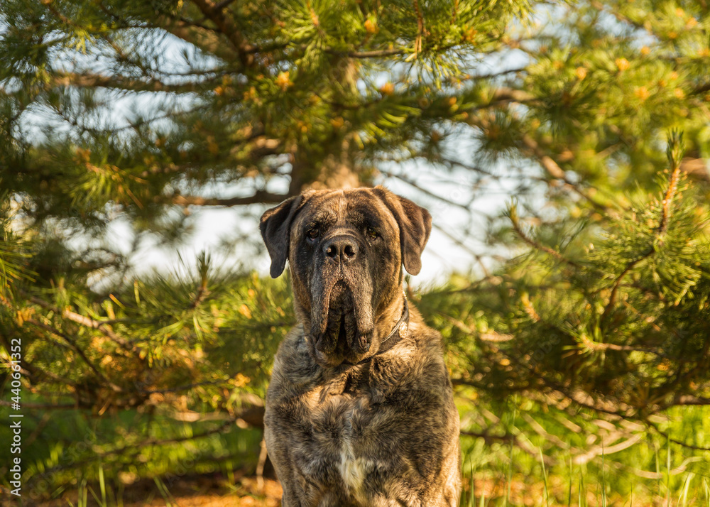 Brindle mastiff sits in the middle of a forest of trees