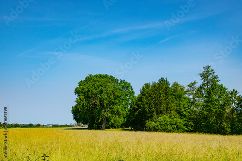 Dutch spring landscape with trees, green grass and cloudy blue sky